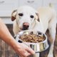 Illustration for article titled Will grain-free food hurt my dog?